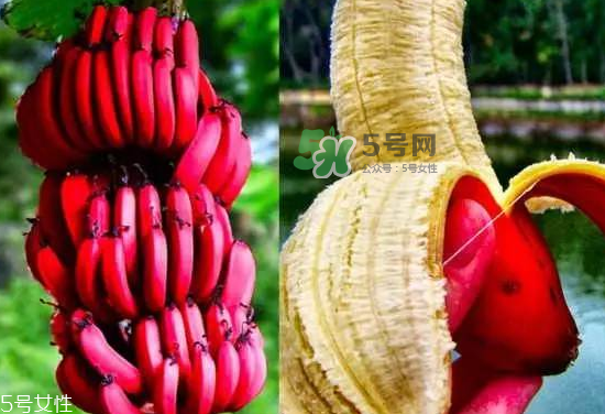 紅皮香蕉是轉(zhuǎn)基因的嗎？紅皮香蕉和一般香蕉的區(qū)別