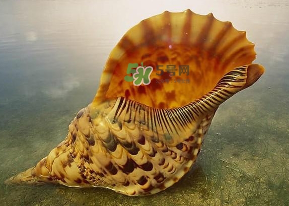 為什么海螺殼里面會有聲音？海螺和韭菜能不能一起吃