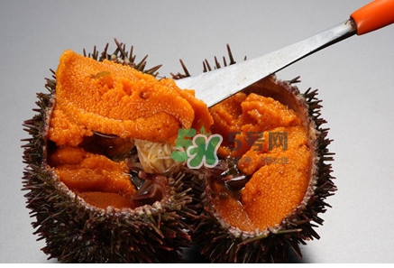 冷凍海膽黃化了能吃嗎？海膽吃多了會怎樣