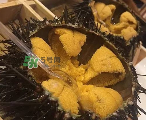 海膽貴嗎？海膽多少錢一斤？