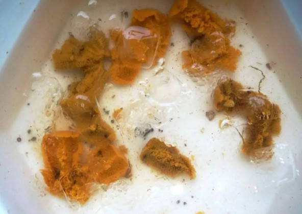 活海膽怎么殺？海膽怎么開殼？