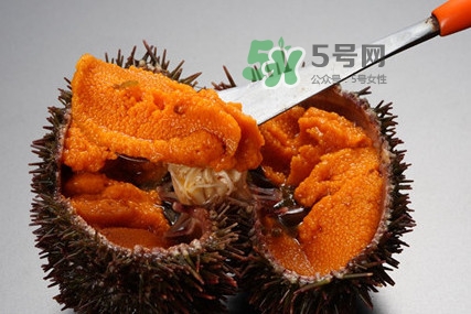 海膽怎么處理？海膽可以生吃嗎？