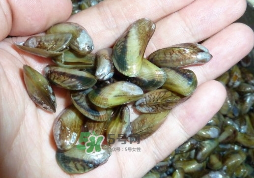 薄殼米是什么？薄殼怎么炒好吃？