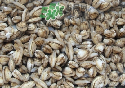 海瓜子怎么養(yǎng)？如何挑選海瓜子