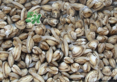海瓜子煮多久能熟？海瓜子為什么放在水里殼不張開