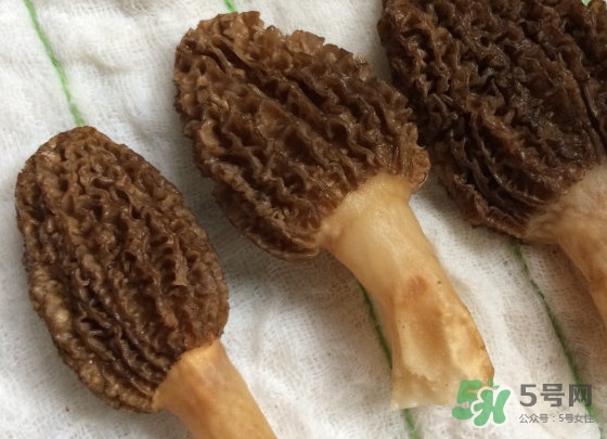 羊肚菌什么時(shí)候采摘？羊肚菌什么季節(jié)有