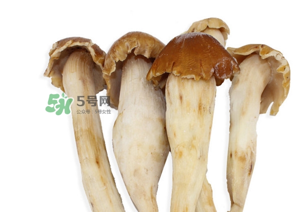 雞樅菌有毒嗎？雞樅菌不能和什么一起吃？