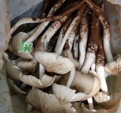 雞樅菌什么時候有？雞樅菌生長在什么地方
