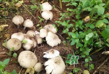 雞樅菌可以人工種植嗎？怎么人工種植雞樅菌