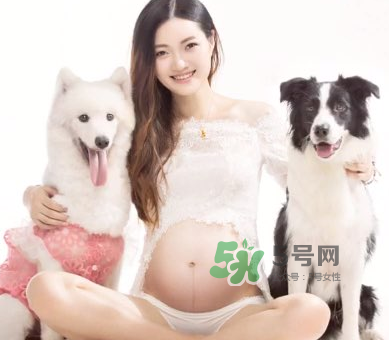 狗對孕婦的危害有哪些？狗對孕婦有影響嗎？
