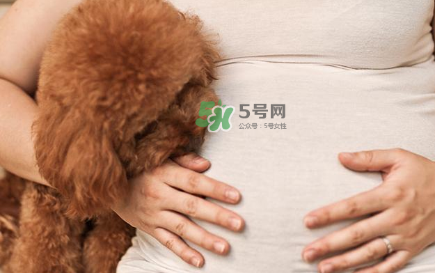 狗對孕婦的危害有哪些？狗對孕婦有影響嗎？