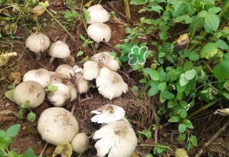 雞樅菌為什么那么貴？雞樅菌為什么離不開白螞蟻
