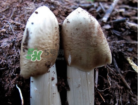 雞樅菌怎么保存？雞樅菌可以放冰箱嗎？