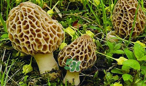 羊肚菌生長在什么地方？羊肚菌同什么煲湯最好