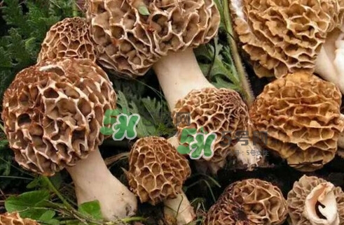 羊肚菌最大產(chǎn)地是哪兒？羊肚菌怎么泡發(fā)