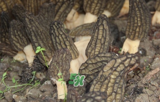 野生羊肚菌多少錢(qián)一斤？干羊肚菌多少錢(qián)一斤