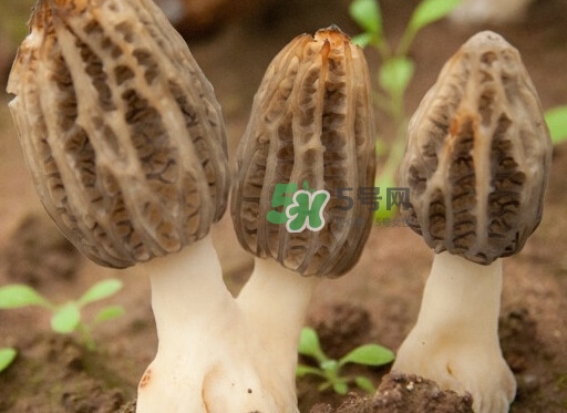 生了蟲的羊肚菌能吃嗎？羊肚菌長蟲子怎么辦？