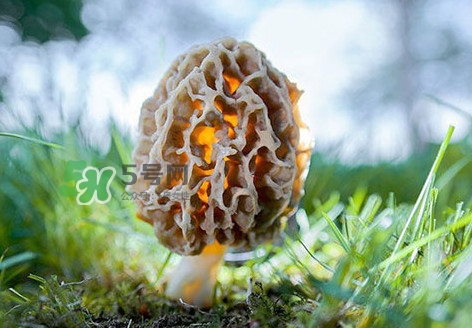 羊肚菌怎么清洗？羊肚菌怎么保存