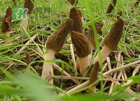 羊肚菌什么時(shí)候采摘？羊肚菌什么季節(jié)有