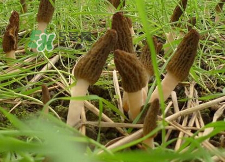 如何識(shí)別羊肚菌真假？買(mǎi)羊肚菌怎么挑選