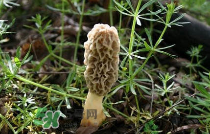 如何識(shí)別羊肚菌真假？買(mǎi)羊肚菌怎么挑選