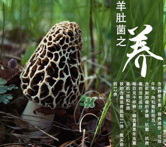 如何識(shí)別羊肚菌真假？買(mǎi)羊肚菌怎么挑選