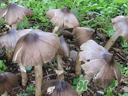 雞樅菌什么時候有？雞樅菌生長在什么地方