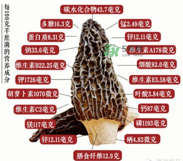 野生羊肚菌多少錢一斤？干羊肚菌多少錢一斤