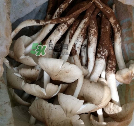 雞樅菌可以人工種植嗎？怎么人工種植雞樅菌