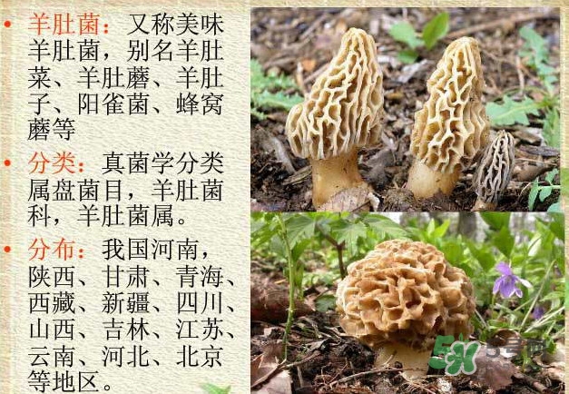 生了蟲的羊肚菌能吃嗎？羊肚菌長蟲子怎么辦？