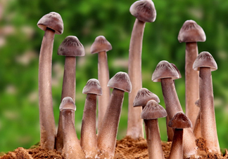 雞樅菌為什么那么貴？雞樅菌為什么離不開白螞蟻