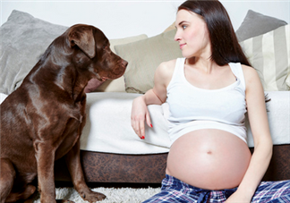 狗對(duì)孕婦的危害有哪些？狗對(duì)孕婦有影響嗎？