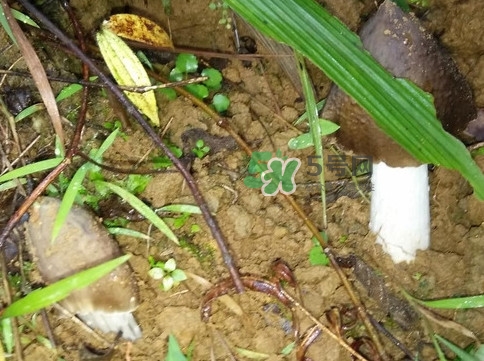 雞樅菌可以人工種植嗎？怎么人工種植雞樅菌
