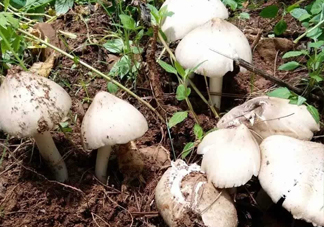 雞樅菌怎么保存？雞樅菌可以放冰箱嗎？