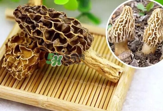 羊肚菌怎么清洗？羊肚菌怎么保存