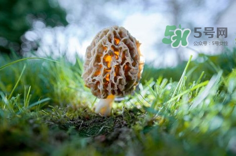 羊肚菌可以泡茶喝嗎？羊肚菌可以生吃嗎