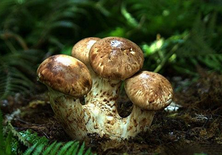 干松茸多少錢一斤？野生松茸多少錢一斤？