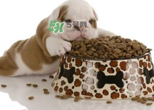 三伏天狗狗不吃飯怎么辦？三伏天狗狗不吃飯怎么回事？