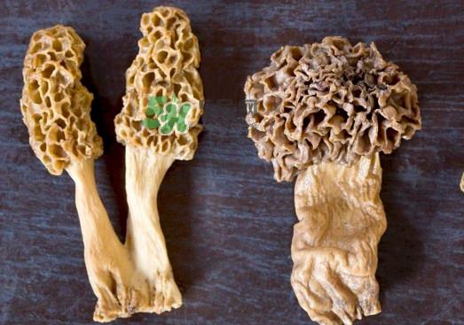 羊肚菌有假的嗎？野生羊肚菌有幾種？