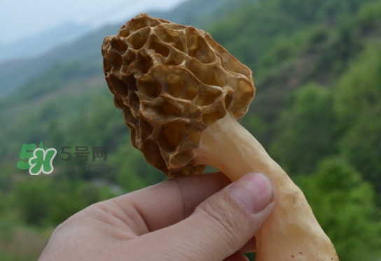 羊肚菌可以泡水喝嗎？羊肚菌可以燉鴿子嗎