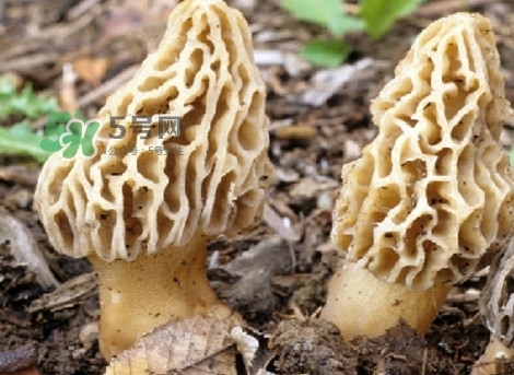 羊肚菌可以泡茶喝嗎？羊肚菌可以生吃嗎