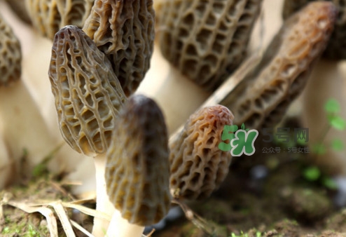 羊肚菌能泡酒嗎？羊肚菌可以炒著吃嗎？