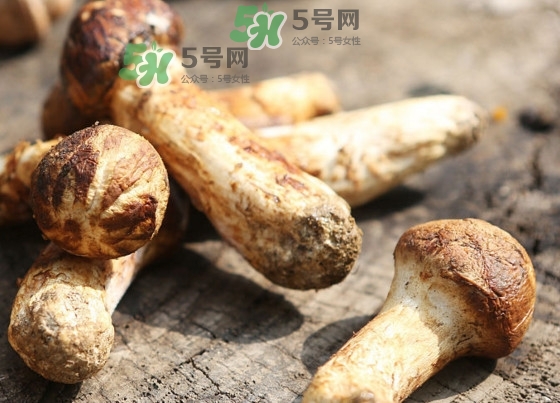 干松茸多少錢一斤？野生松茸多少錢一斤？