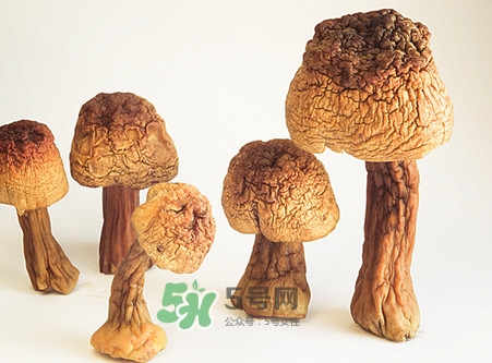 松茸是發(fā)物嗎？松茸是熱性還是涼性？