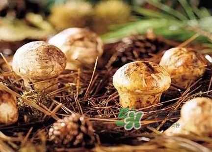 松茸什么時候吃最好？松茸什么季節(jié)有