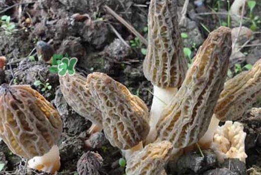 羊肚菌可以泡水喝嗎？羊肚菌可以燉鴿子嗎
