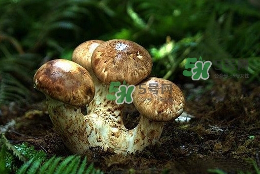 干松茸多少錢一斤？野生松茸多少錢一斤？