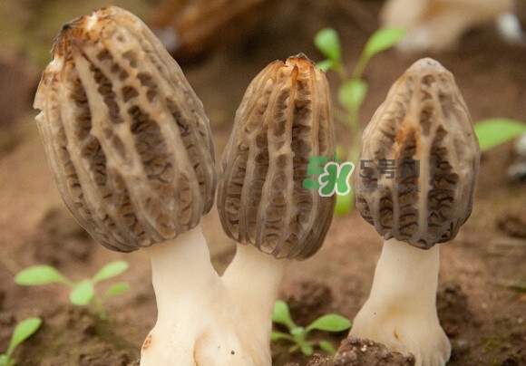 羊肚菌有假的嗎？野生羊肚菌有幾種？