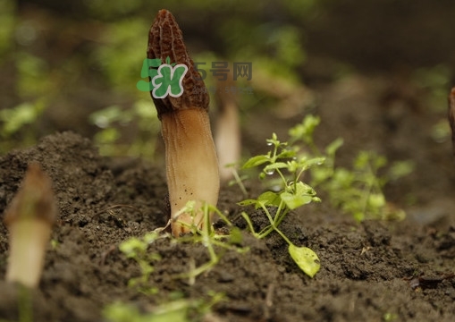 孕婦可以吃羊肚菌嗎？什么人不能吃羊肚菌