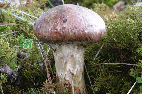 松茸是發(fā)物嗎？松茸是熱性還是涼性？